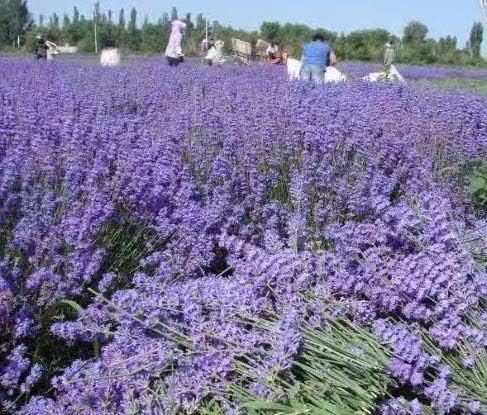 Lavender Sachets (25 Pack) -French Lavender Sachets Closets Fresh Scents, Set of 25, Lavendar Home Fragrance Sachets for Drawers and Closets