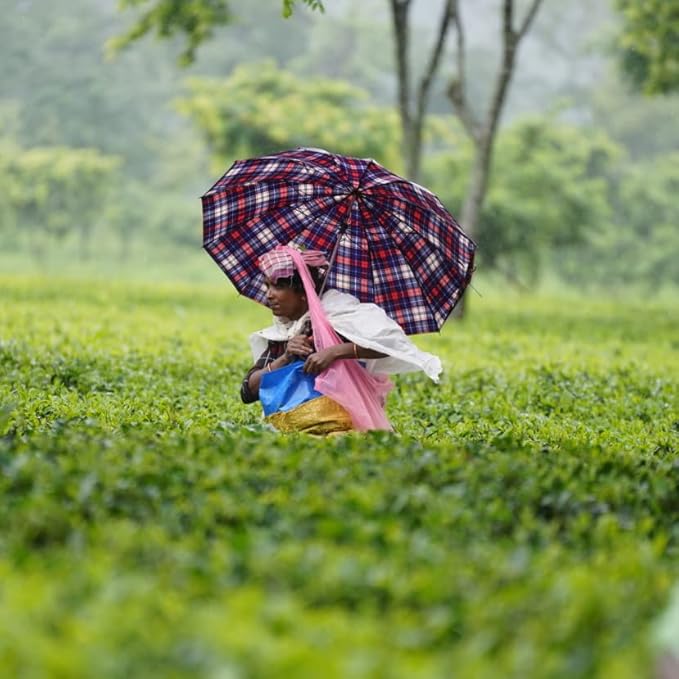 Grace Farms Organic Classic Chai Black Tea, 50 Sachet Pouch | Ginger & Spices | Fairtrade & Kosher |Gives Back 100% of Profits