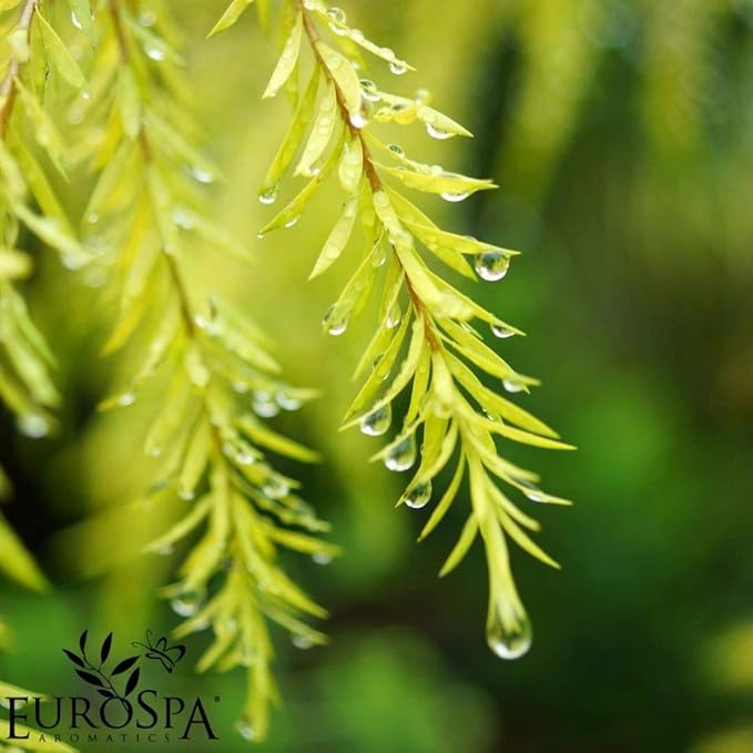 EuroSpa Aromatics Pure Eucalyptus Oil ShowerMist and Steam Room Spray, All-Natural Premium Aromatherapy Essential Oils - Tea Tree Infused, 2oz, 2 Pack