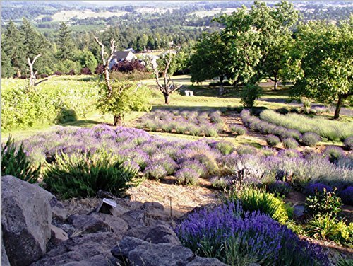 Victoria's Lavender Pillow and Linen Spray Sleep Better Tonight, Pure Lavender Essential Oil Handmade in Oregon, Made in USA (8 oz)