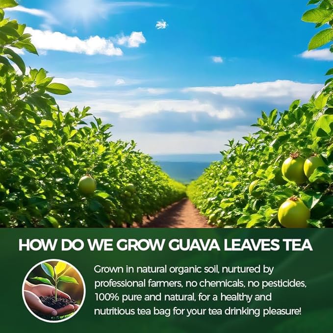 WOTIHA -Natural Guava Leaves Tea 120g. 60 Herbal Tea bags.100% Sourced from Natural Premium Origins.Non-GMO • Additive-Free • Caffeine-Freea