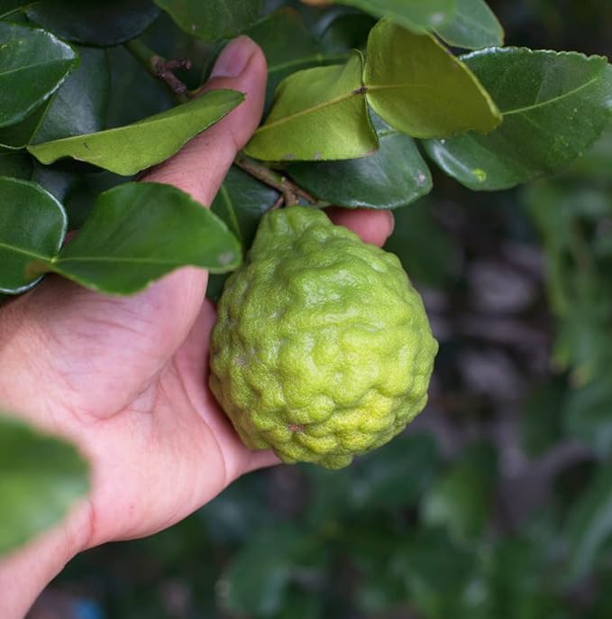 Bergamot Essential Oil - Direct from Citrusmade in Sicily- Pure Essential Oil for Diffusers and Aromatherapy | 100% Pure Therapeutic Grade (15ml)