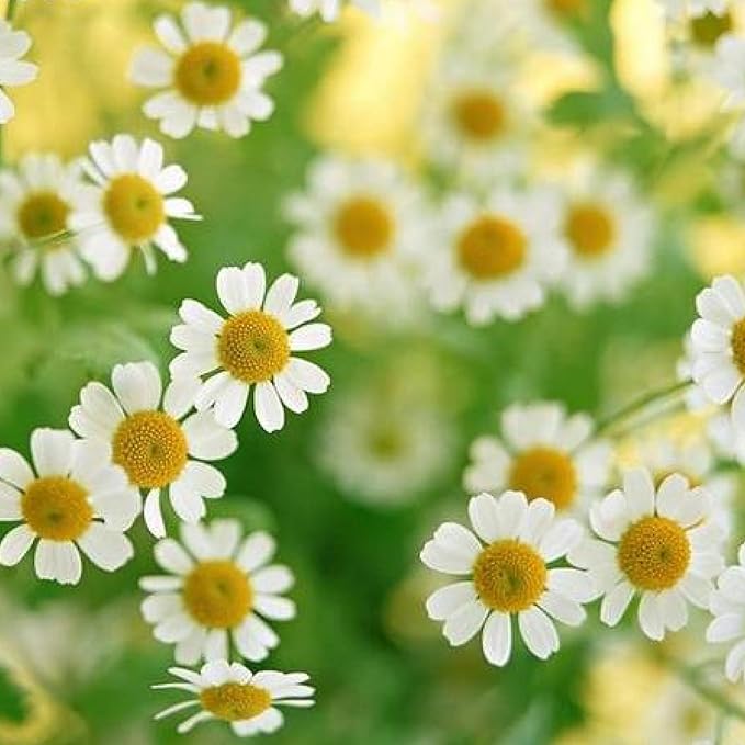 80g/2.82Oz Chamomile Tea bags, 50 Teabags - Pure & Natural Chamomile Flower Herbal Tea for Relaxation - Non-GMO - Caffeine-free