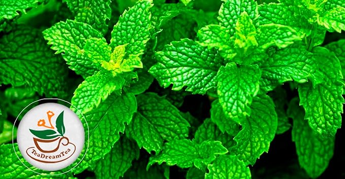TeaDreamTea Peppermint Tea Bags - Alleviates Digestive Discomfort | Herbal Tea - Healthy Tea | Aromatic & Caffeine Free Tea - Bulk Tea Bags (50 Teabags)