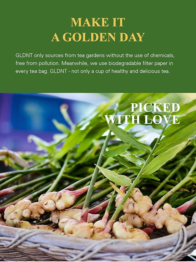GLDNT Organic Ginger Tea Bags, Natural Organic Ginger Root Tea, Spicy & Zesty Flavor, Caffeine Free, 100 Count