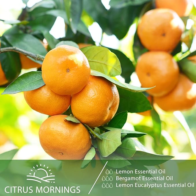 Lemon Eucalyptus 3.38fl.oz Essential Oil, PHATOIL Pure Aromatherapy Oils for Diffuser, Humidifier, Perfect for DIY Soap, Candle, Bath Bombs Making(100ml)