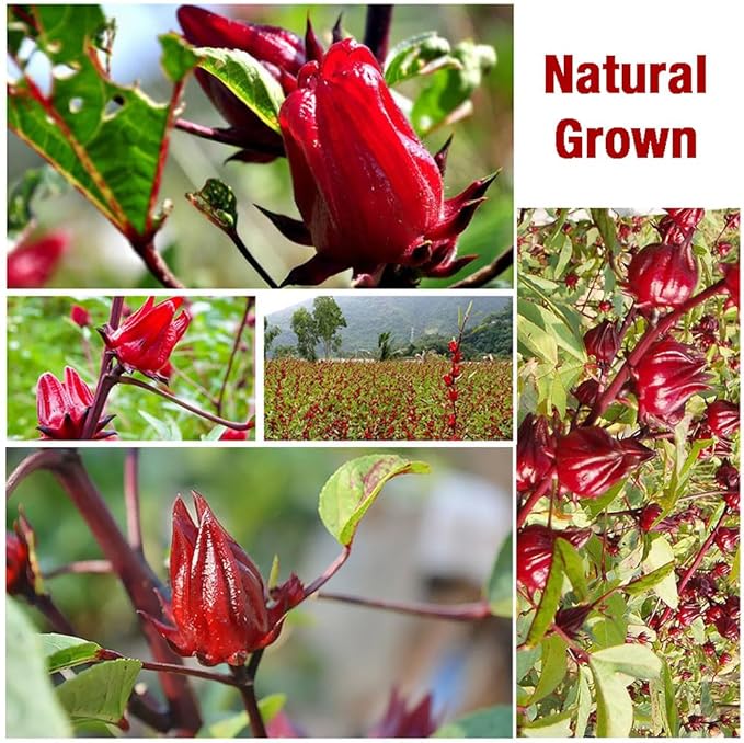 45 Hibiscus Tea Bags - Dried Hibiscus Flower Tea - Natural Edible Herbal Roselle Rosehip Tea (Flor de Jamaica) - Caffeine-Free, Gluten-Free, Non-GMO