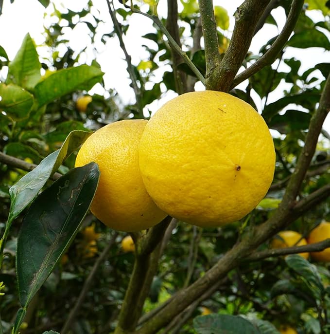 Grapefruit Essential Oil - Direct from Citrusmade in Sicily- Pure Essential Oil for Diffusers and Aromatherapy | 100% Pure Therapeutic Grade (2LBS)