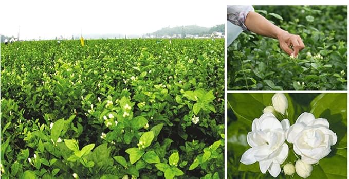 TooGet Fragrant Natural Pure Jasmine Buds Dried Jasmine Flowers Wholesale, Herbal Tea - 2 OZ