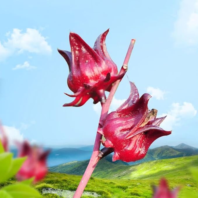 Hibiscus Tea Bags, 50 Teabags,105g,3.8Oz- Premium Hibiscus Flower Tea Bag - Cultivated From Yunnan - Non-GMO - Caffeine-free