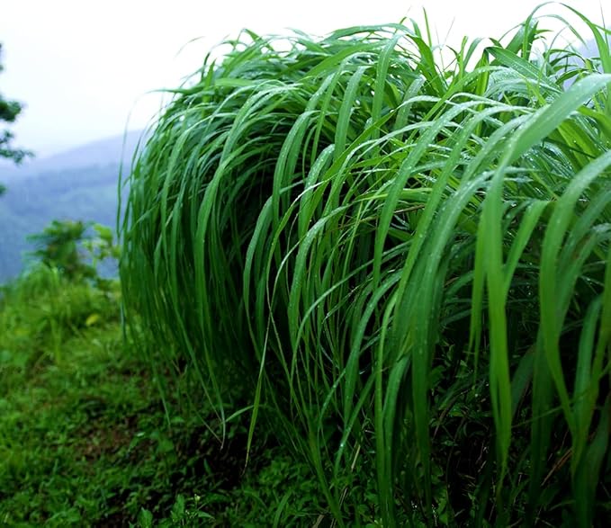 Citronella Essential Oil - Direct from Central Java, Indonesia - Pure Essential Oil for Diffusers and Aromatherapy | 100% Pure Therapeutic Grade (22LBS)