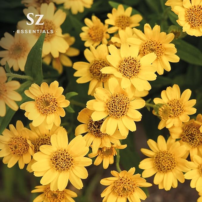 Arnica Essential Oil (Arnica Montana) – Therapeutic Grade, 100% Pure & Undiluted with Fresh Herbal Aroma for Soothing Relief, Aromatherapy, Muscle Recovery & Skin Care - Vegan 0.17 oz