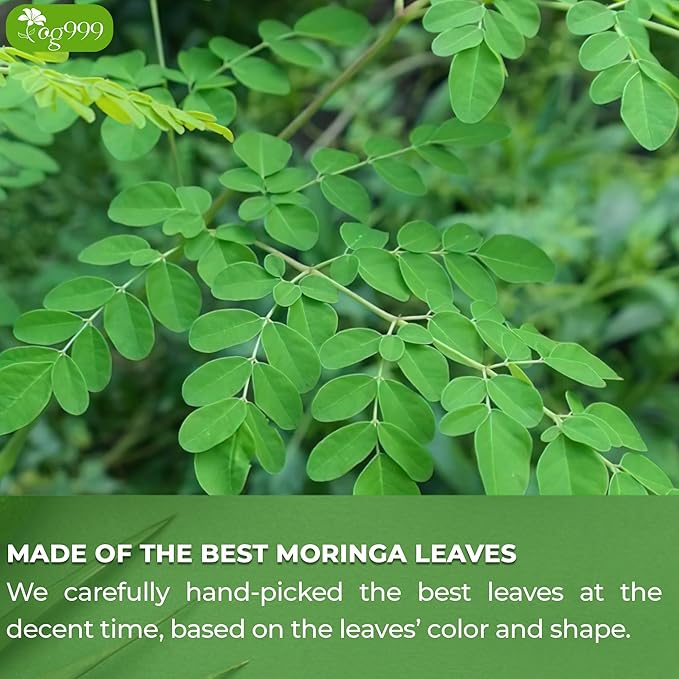 TOG999, Premium 30 Moringa Leaf Tea Bags, 100% Natural & Pure. Loose Leaf Moringa Herbal Tea. No Sugar, No Caffeine, No Gluten, Vegan.