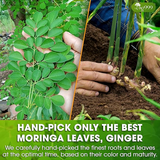 TOG999, Permium Moringa Ginger Herbal Tea β 60 Tea Bags β Caffeine-Free, Smooth & Warming Blend β Pure Ingredients, Sustainably Sourced. No Sugar. No Gluten. Vegan.