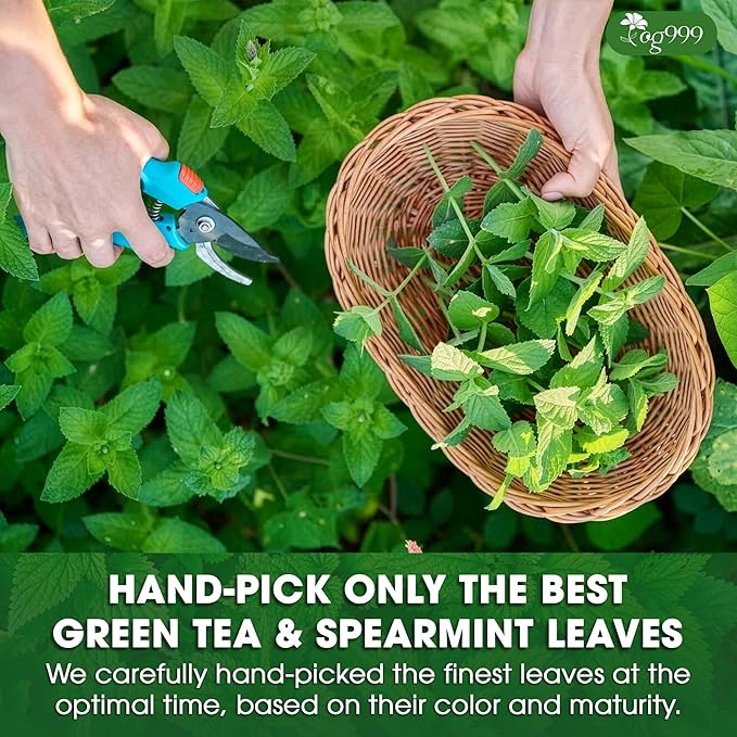 TOG999, Premium Moroccan Mint Green Tea | 30 Tea bags | Traditional Green Tea with Spearmint ā Refreshing Flavor, Premium Quality Herbal Blend. Gluten-Free. Vegan