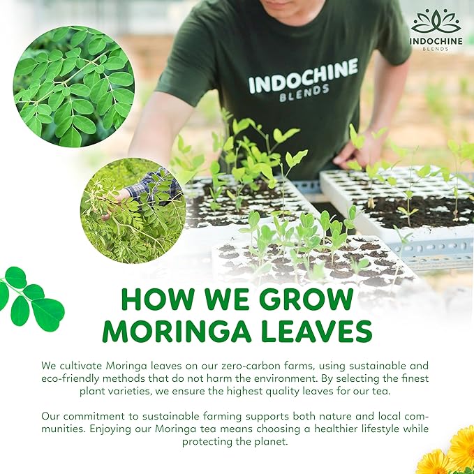 Indochine Blends Moringa Tea Bags | Moringa Leaf, Red Rice, Chrysanthemum & Stevia | Sugar-Free, Caffeine-Free Herbal Tea | Double Chamber, Individually Wrapped Bag | 3.5 oz | 50 Tea Bags