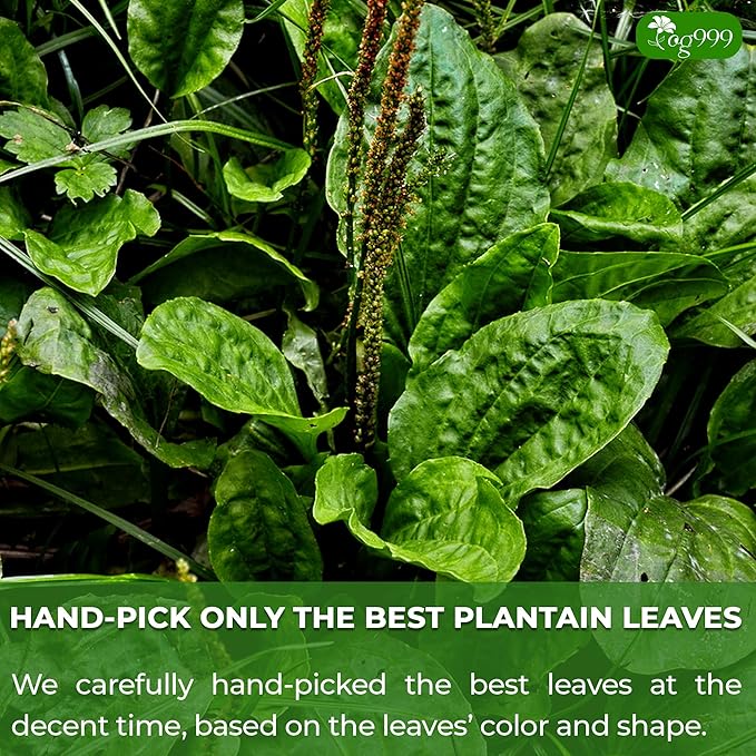 TOG999, Premium Tea Bags, 100% Natural & Pure, Loose Leaf Herbal Tea. No Sugar, No Gluten, Vegan. (60 Bags, Plantain Tea)