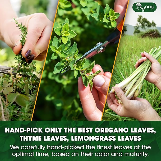 TOG999, Premium Oregano Herbal Tea with Jasmine-Like Notes ā 60 Tea Bags | Blend of Oregano, Thyme & Lemongrass | Caffeine-Free, Natural Flavor, Premium Quality Herbal Infusion