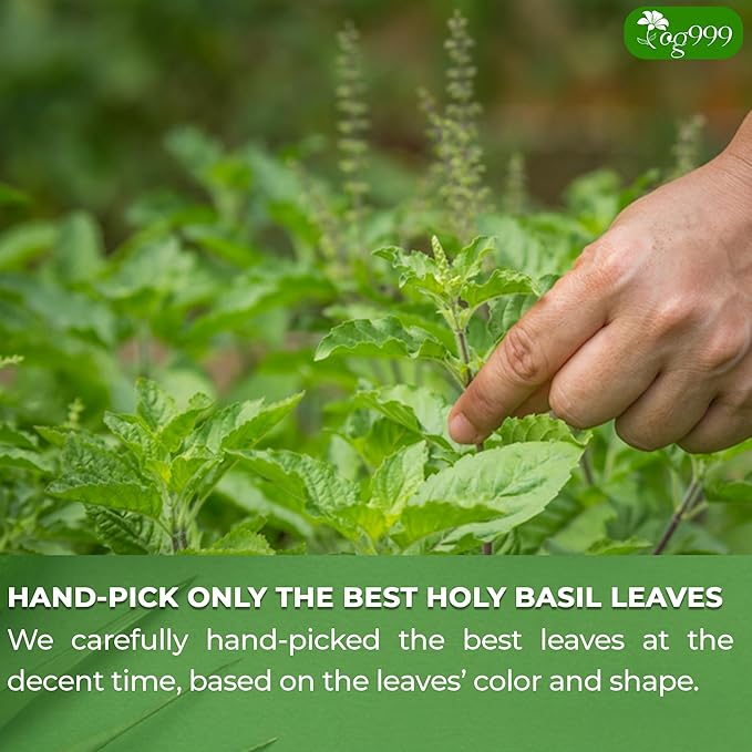 TOG999, Premium 120 Holy Basil Leaf Tea Bags, 100% Natural & Pure, Loose Leaf Herbal Tea. Holy Basil Leaf Tea. No Sugar, No Caffeine, No Gluten, Vegan.