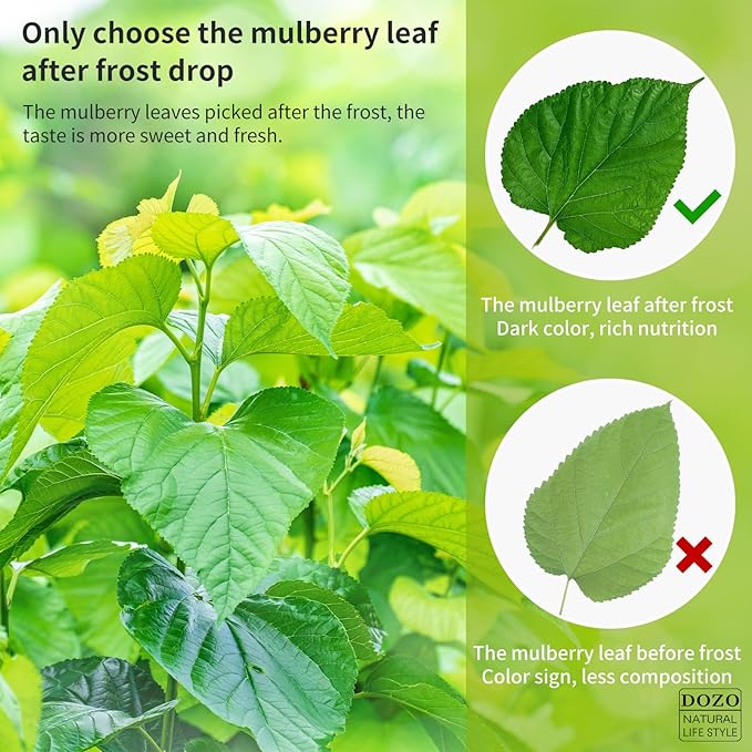 DOZO Mulberry Leaves Tea Premium Natural Mulberry Leaf Tea 14.1oz/400g Sun-Dried Mulberry Loose Leaves Sang Ye Healthy Herbal Tea Sugar Free Caffeine Free No Additives 桑叶茶 桑葉茶