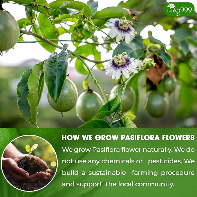 TOG999, Premium 120 Pasiflora Pasion Flower Tea Bags, 100% Natural & Pure. Passion Flower Herbal Tea. No Sugar, No Caffeine, No Gluten, Vegan.