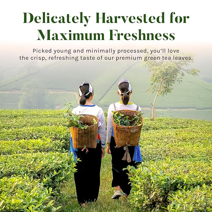 Uncle Lee’s Premium Green Tea with Jasmine Flowers, Lightly Caffeinated, 100 Count – Antioxidant-Rich Young Tea Leaves in Individually Wrapped Bags, 5.64 Oz