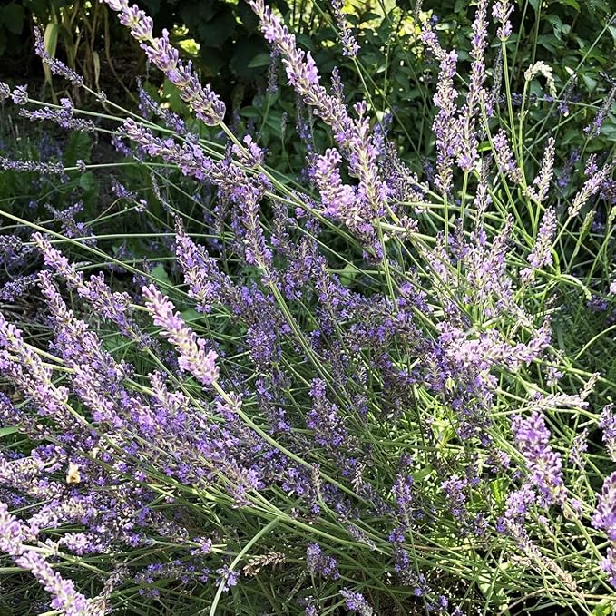 Lavender Jelly, 5 oz - Craft, Gourmet, Unusual Jams & Jellies Made in West Virginia, USA