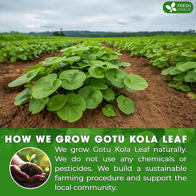 FreshDrinkUS, Premium Gotu Kola Leaf Tea β 75 Tea Bags | Pure Dried Centella Asiatica Leaves | Naturally Caffeine-Free Herbal Tea | Refreshing Aroma & Smooth Taste | Premium Herbal Infusion. Vegan