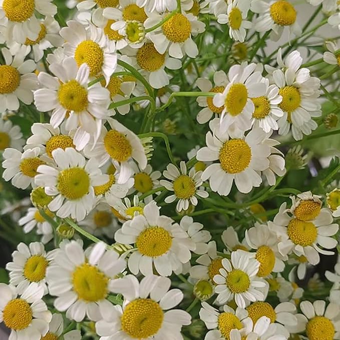 80g/2.82Oz Chamomile Tea bags, 50 Teabags - Pure & Natural Chamomile Flower Herbal Tea for Relaxation - Non-GMO - Caffeine-free