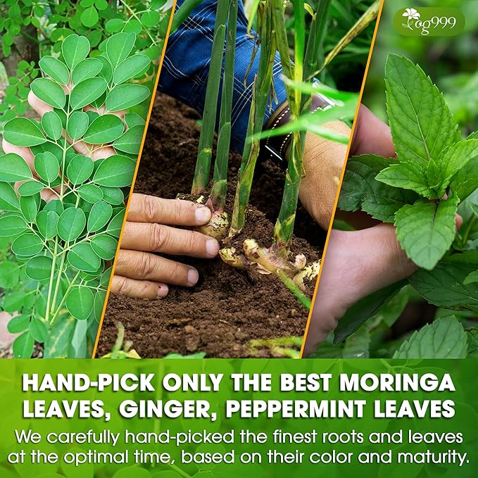 TOG999, Premium Moringa Ginger Peppermint Herbal Tea ā 60 Tea Bags ā Caffeine-Free, Plant-Based, Non-GMO, Naturally Refreshing Flavor, No Artificial Additives, No Sugar, No Gluten. Vegan