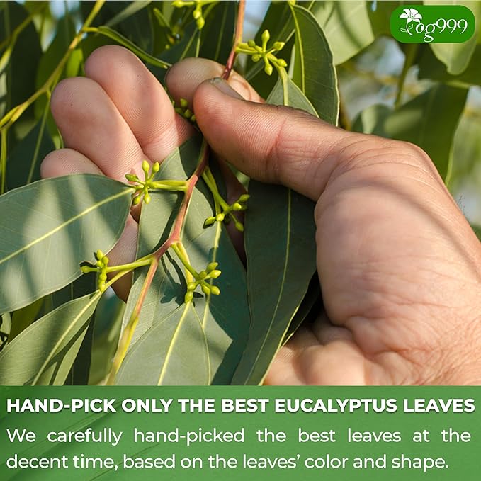 TOG999, Premium 100 Eucalyptus Leaf Tea Bags, 100% Natural & Pure. Loose Leaf Herbal Tea. No Sugar, No Caffeine, No Gluten, Vegan.