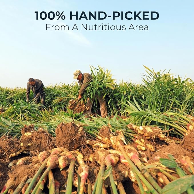 Ginger Tea Bags - 55 Count (+5 Tea Bags) Bamboo Tong Included - 4.16 oz, Re-Steep Herbal Tea Blend, Stimulates Appetite, Promotes Healthy Digestion & Boosts Immunity