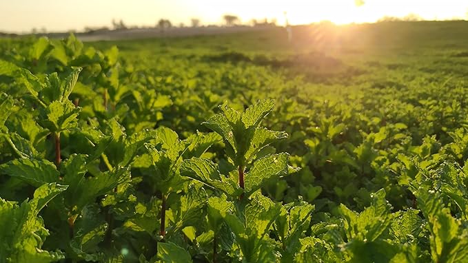 Cederberg Tea Company Organic Spearmint Tea — 30 Tea Bags | Organic Herbal Tea From Single Origin | Eco-Friendly Tea Bags | Non-GMO Caffeine Free Tea With Zero Sugar