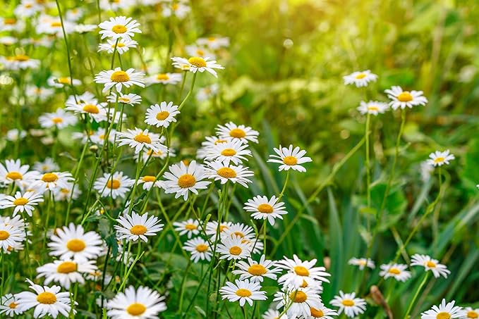 Cederberg Tea Company Organic Chamomile Tea — 30 Tea Bags | Organic Herbal Tea From Single Origin | Eco-Friendly Tea Bags | Non-GMO Caffeine Free Tea With Zero Sugar