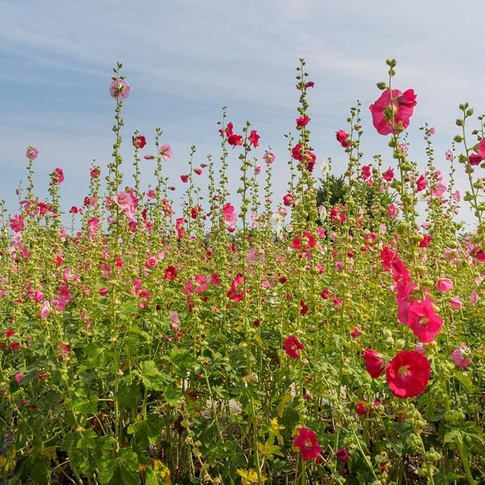 Cederberg Tea Company Organic Hibiscus Tea — 30 Tea Bags | Organic Herbal Tea From Single Origin | Eco-Friendly Tea Bags | Non-GMO Caffeine Free Tea With Zero Sugar