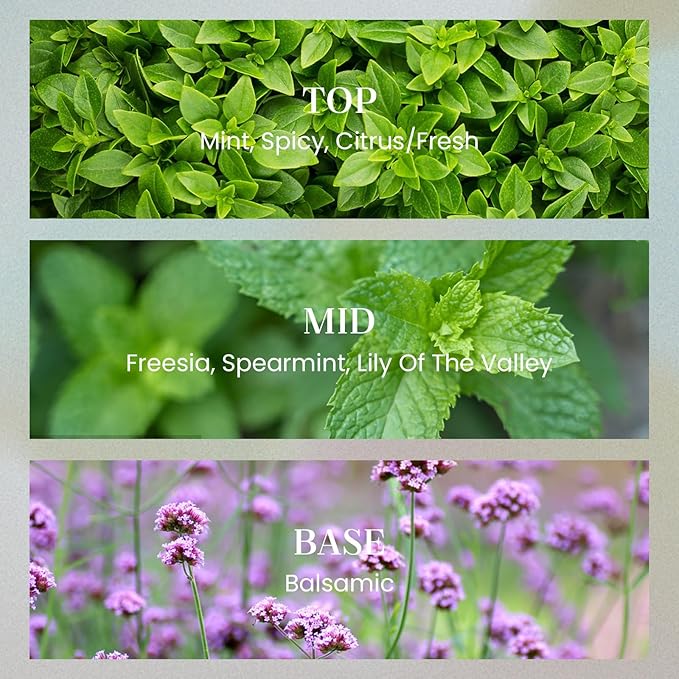 M&SENSE Verbena Basil Candles for Home Scented, 2 Wick 12.7oz Soy Wax Candles Non Toxic,70 Hours Long Burning,Luxury Candles Gift for Stress Relief, Meditation, Yoga