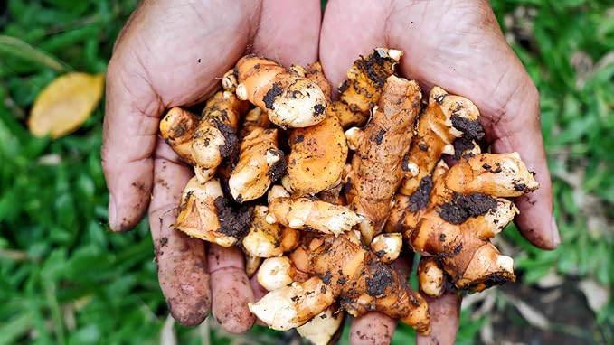 Cederberg Tea Company Organic Ginger Tea — 30 Tea Bags | Organic Herbal Tea From Single Origin | Eco-Friendly Tea Bags | Non-GMO Caffeine Free Tea With Zero Sugar