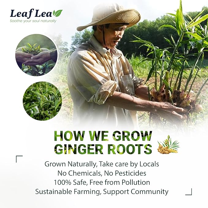 LeafLea Green Tea with Ginger, 80 Tea Bags (2 Packs), Natural Green Tea with Ginger Root, Lightly Sweetened with Stevia, Supports Digestion and Immunity, Low Caffeine, Non-GMO, Gluten-Free