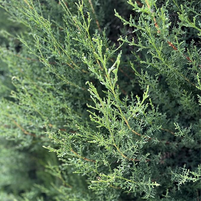 Cypress Essential Oil - Direct from Essential Oils SL in Mediterranean Spain - Aceite de Ciprés for Diffuser, 100% Pure Therapeutic Grade - Aromatheraphy, Skincare (15ml)