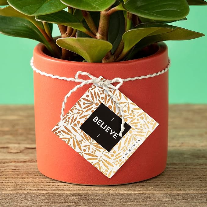 Compendium ThoughtFulls Pop-Open Cards — 3-Pack of Shine, Believe, Merry Christmas — 90 Pop-Open Cards, Each with a Different Message Inside