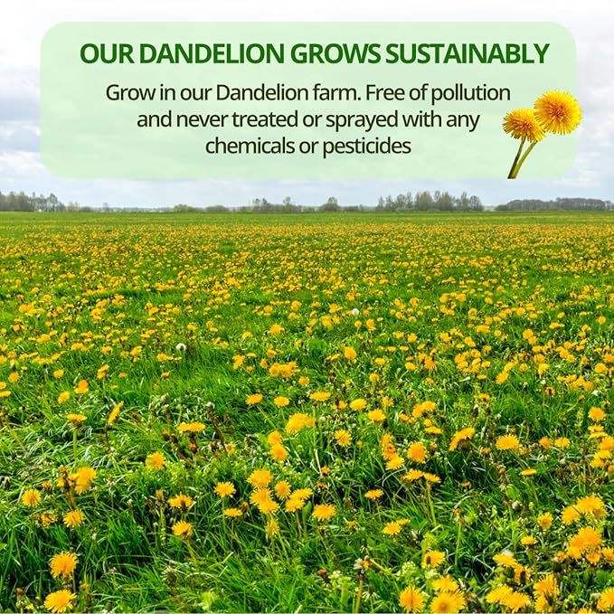 VIDA FARM 100 Dandelion Tea Bags - 100% Natural Dandelion Leaf & Root, Sugar Free, Caffeine Free, Non-GMO - Premium Dandelion Root Herbal Tea, Smooth Taste