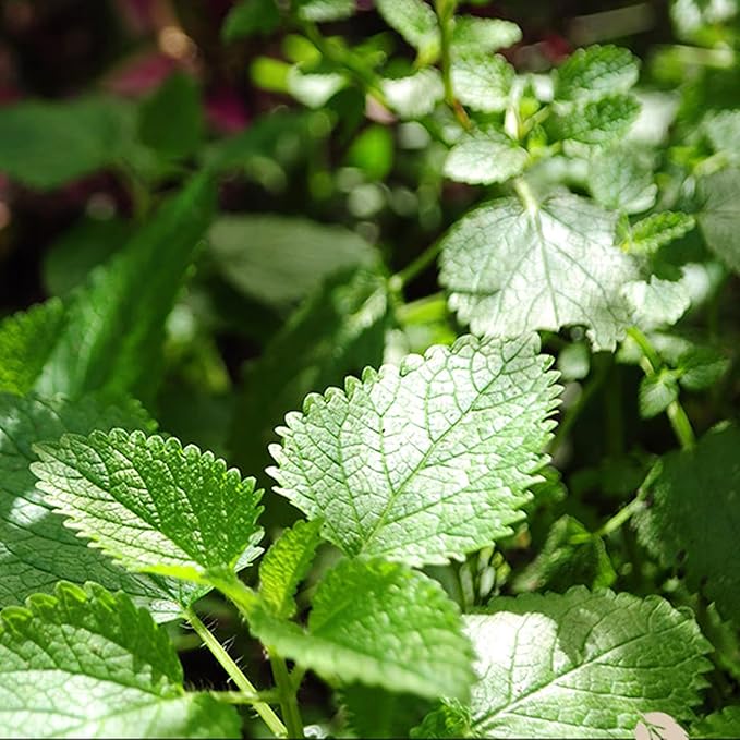 85g/3Oz Pure Mint Herbal Tea Bags, Peppermint & Spearmint, Loose leaf 50 Pyramid Teabags, Blended with Fresh Ingredients, Natural Herbal Tea, Gluten Free