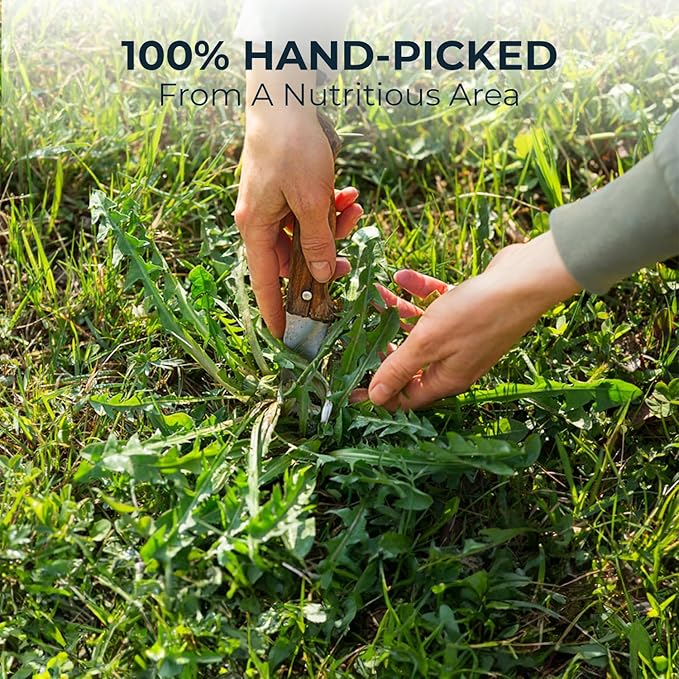 Dandelion Root Tea Samplers with Solanum Trilobatum - 10 Count, Bamboo Tong Included, Re-Steep Pure Herbal Tea Detox Blend for Strength Balance, Energy Support