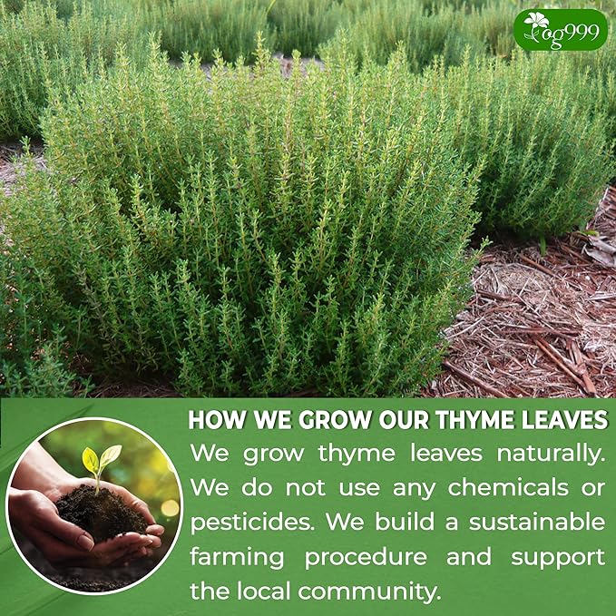 TOG999, Premium 120 Thyme Leaf Tea Bags, 100% Natural & Pure. Loose Leaf Thyme Herbal Tea. No Sugar, No Caffeine, No Gluten, Vegan.