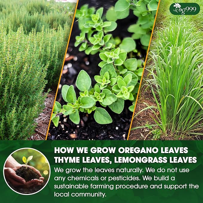 TOG999, Premium Oregano Herbal Tea with Jasmine-Like Notes ā 60 Tea Bags | Blend of Oregano, Thyme & Lemongrass | Caffeine-Free, Natural Flavor, Premium Quality Herbal Infusion