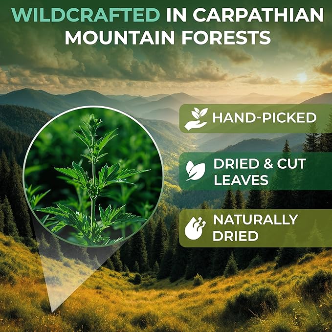 100 Bags Dried Mugwort Tea Mugwort Herb Dried Tea (Dried Artemisia Vulgaris Herb) - 100 Count 1.5g Bags Artemisa