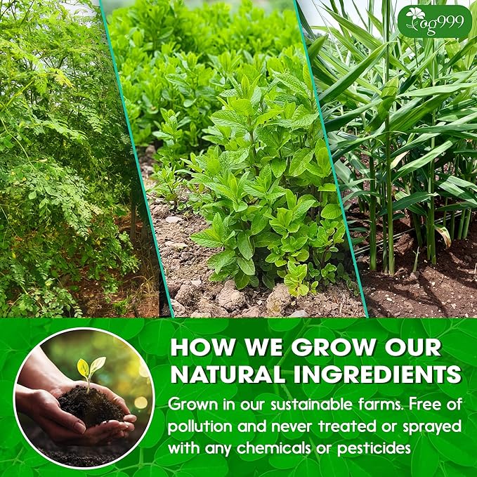 TOG999, Premium 20 Tea bags Super Moringa Herbal Tea, Special Blend of Moringa Leaves, Spearmint Leaves, Ginger, Lemon Peel and Chamomile. No Sugar, No Caffeine, No Gluten, Vegan.