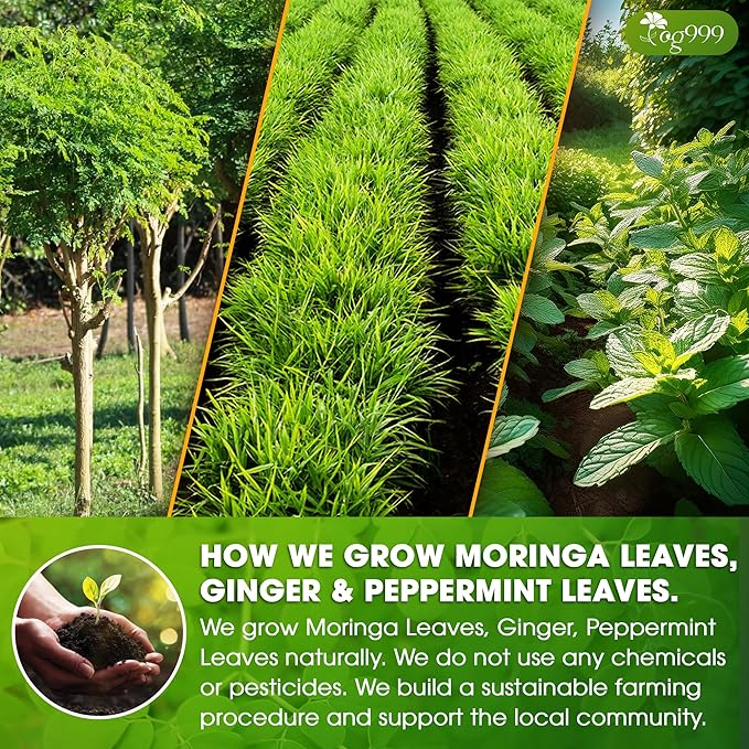 TOG999, Premium Moringa Ginger Peppermint Herbal Tea ā 120 Tea Bags ā Caffeine-Free, Plant-Based, Non-GMO, Naturally Refreshing Flavor, No Artificial Additives, No Sugar, No Gluten. Vegan