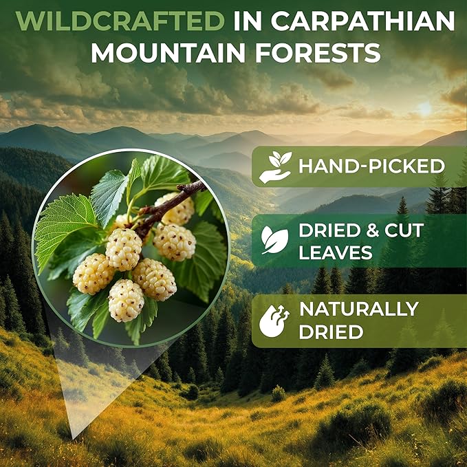 4 oz. White Mulberry Tea Mulberry Leaf Herbal Tea (Morus Alba) - 113g Herb Hoja De Morera