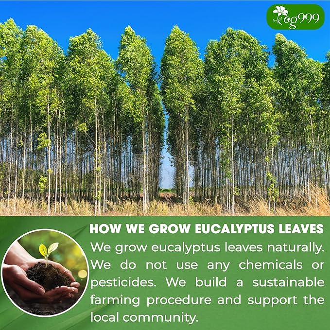 TOG999, Premium 100 Eucalyptus Leaf Tea Bags, 100% Natural & Pure. Loose Leaf Herbal Tea. No Sugar, No Caffeine, No Gluten, Vegan.